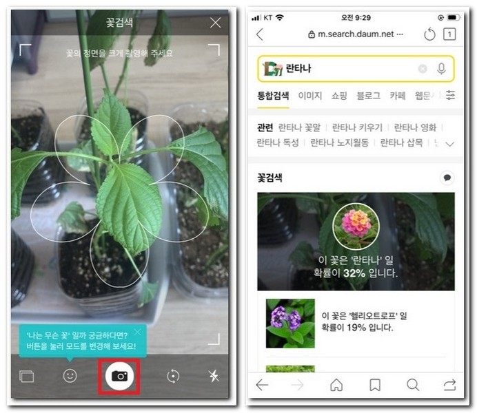 다음앱으로 카메라로 찍어서 꽃검색하기
